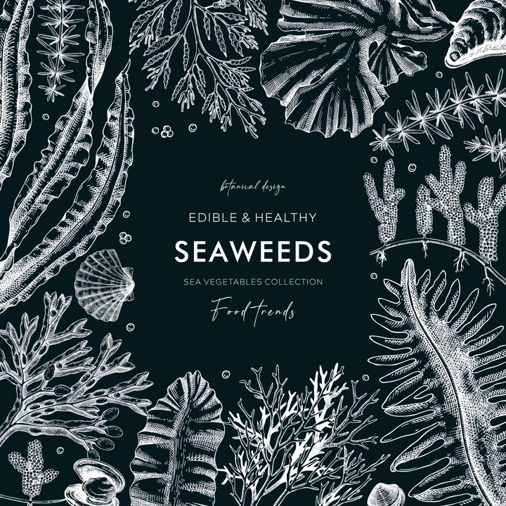 Seaweed vector card design on chalkboard. Edible algae vintage frame with golden kelp, wakame, kombu, hijiki, Irish moss drawings in sketch style. Underwater plant botanical illustration for prints